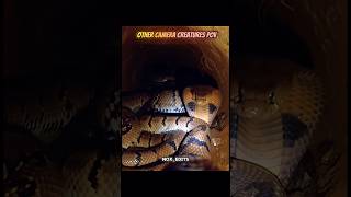 Other Camera Animal Pov