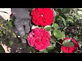 плетистая роза флорентина, питомник роз полины козловой - rozarium.biz, wattled rose Florentina