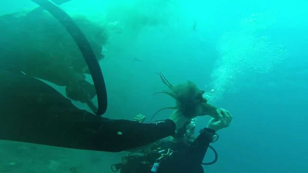 Wrestling Match with Octopus YouTube