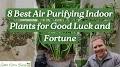 Video for Indoor Air Purifying Plants & Herbal