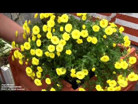 Βίντεο: Πότισμα Cape Marigold: Συμβουλές για το πότισμα των λουλουδιών Cape Marigold