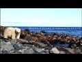 Моржи и белые медведи Чукотки