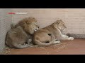 LION AND LIONESS PASSIONATE LOVE LIKE HUMAN