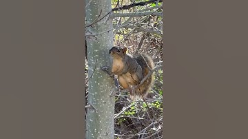 Squirrel climbing tree, #nature