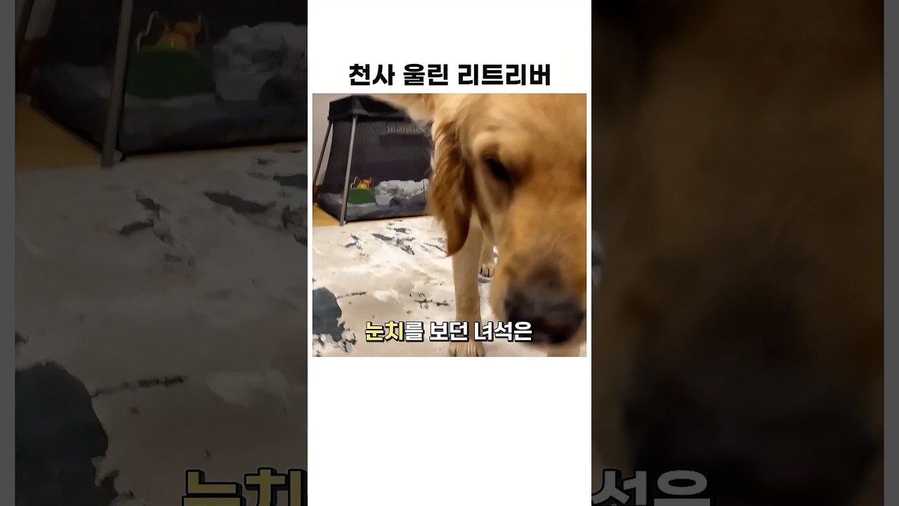어린 천사를 울린 리트리버가 눈치 보다 한 행동 #동물 #골든리트리버