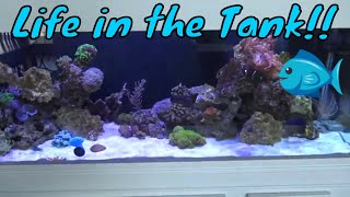 125 Gallon Reef Tank | Ep. 5 | Livestock Transferred!!