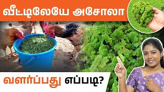 வீட்டிலேயே அசோலா வளர்த்து வருமானம் பெறும் சூப்பர் ஐடியா! | Azolla Farming Ideas in Tamil