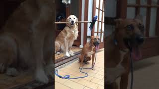 Dog Afraid of Inanimate Objects - Help Dog