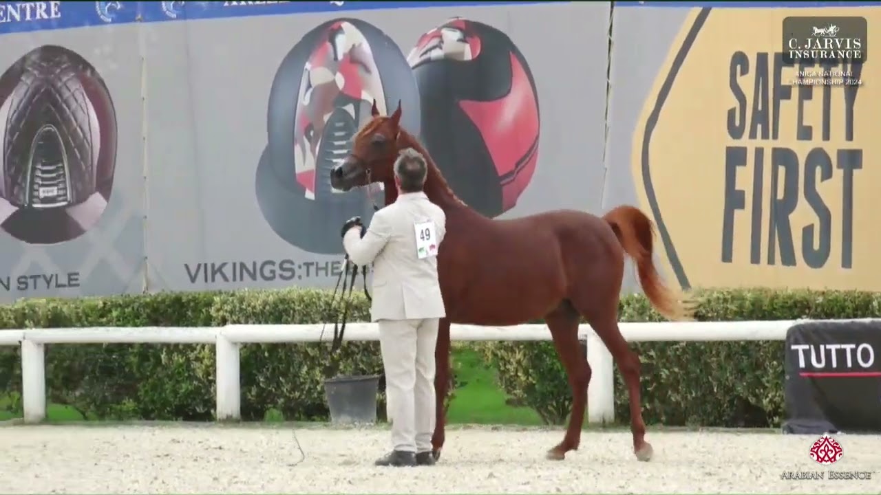 N 49 NOBILUS   ANICA National Championship 2024   Colts 2 Years Old Class 5