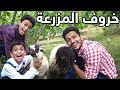 شرينا خرفان للمزرعة🐑