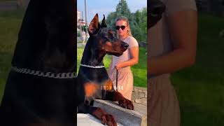The Doberman Pinscher: Dog Breed Profile