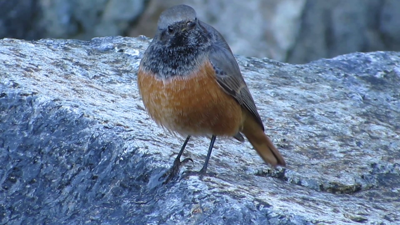 Eastern Black Redstart