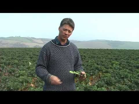 Wideo: Co to są fioletowe kiełkujące brokuły: fioletowe kiełkujące brokuły