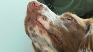 Meet the new Sheriff K9 sniffing out electronic evidence in sexual predator cases