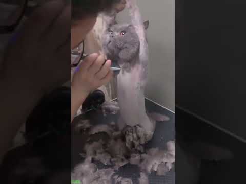 Funniest Cat ❤️ Kitten meowing 😹 # #5021