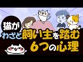 猫はなぜ飼い主をわざと踏むのか?6つの大きな理由を解説