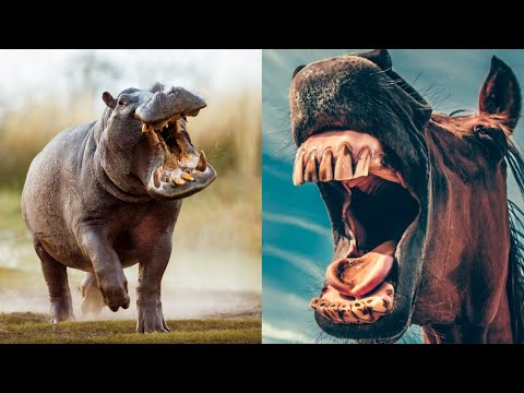 12 Deadliest Animal Mouths That Will Give You Chills | Animals With the Strongest Bite