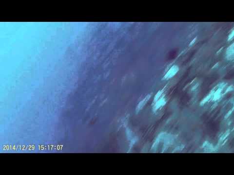 Shark Attacks Grand Cayman Islands Shark Attacks Grand Cayman Islands