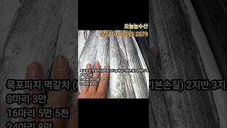 파갈치드세요 #생선 #fishing #목포먹갈치 #낚시