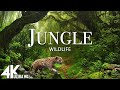 Jungle wildlife in 4k  animals that call the jungle home  rainforest  scenic relaxation film