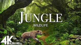 Jungle Wildlife In 4K - Animals That Call The Jungle Home | Rainforest | Scenic Relaxation Film