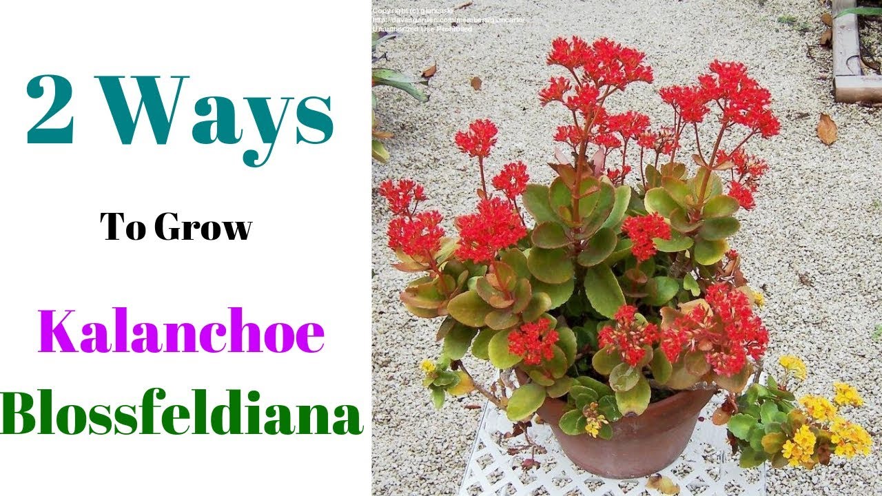 2 Ways To Grow Kalanchoe Blossfeldiana Youtube