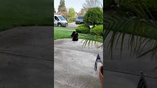 Somewhat obedience! Lol. by Twin Chantilly Tiffanys Benny & Bandit 11 views 4 years ago 1 minute, 9 seconds