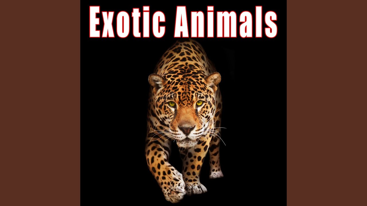Adult Tiger Playful Growling Adult Tiger Playful Growling