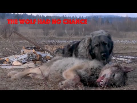 Top 5 dogs capable of killing a wolf alone ! WOLFHOUNDS!