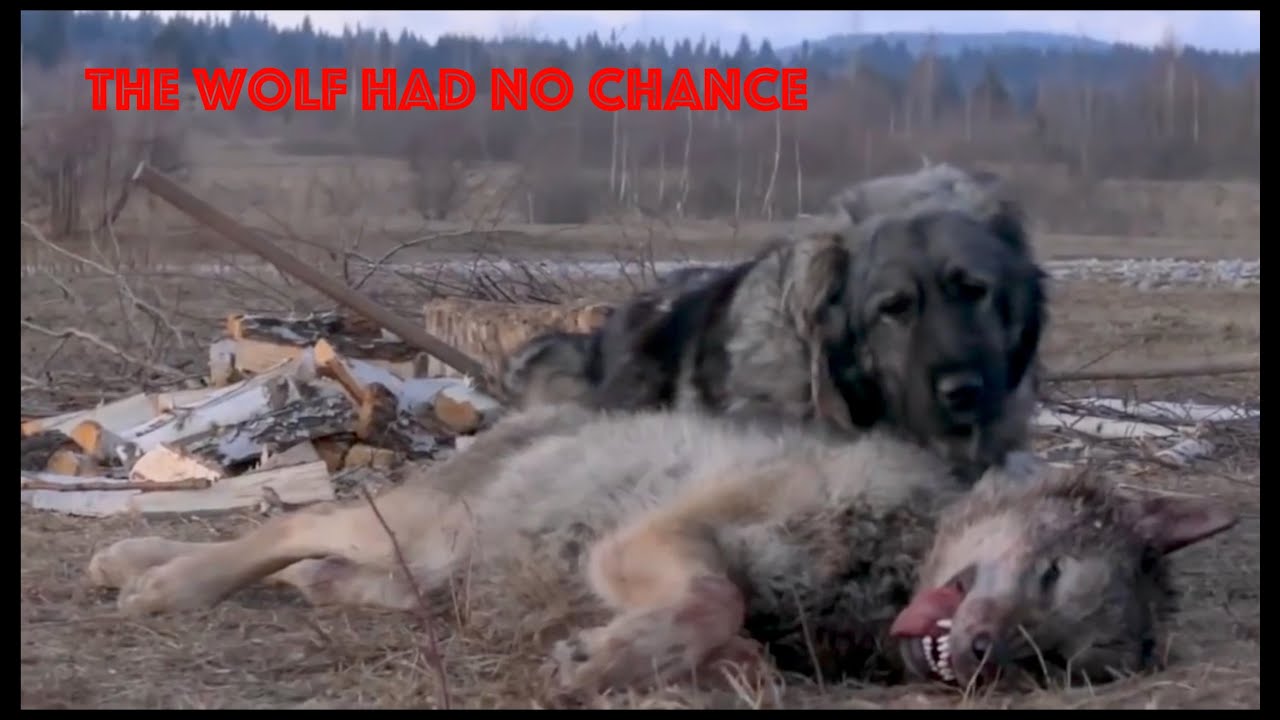 Top 5 Dogs Capable Of Killing A Wolf Alone WOLFHOUNDS YouTube top-5-dogs-capable-of-killing-a-wolf-alone-wolfhounds-youtube