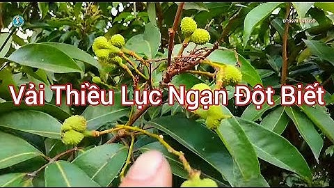 Quá kỳ lạ vườn vải thiều đột biến