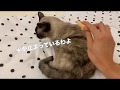 猫たち愛用ブラシ【ピロコーム】