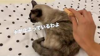 猫たち愛用ブラシ【ピロコーム】