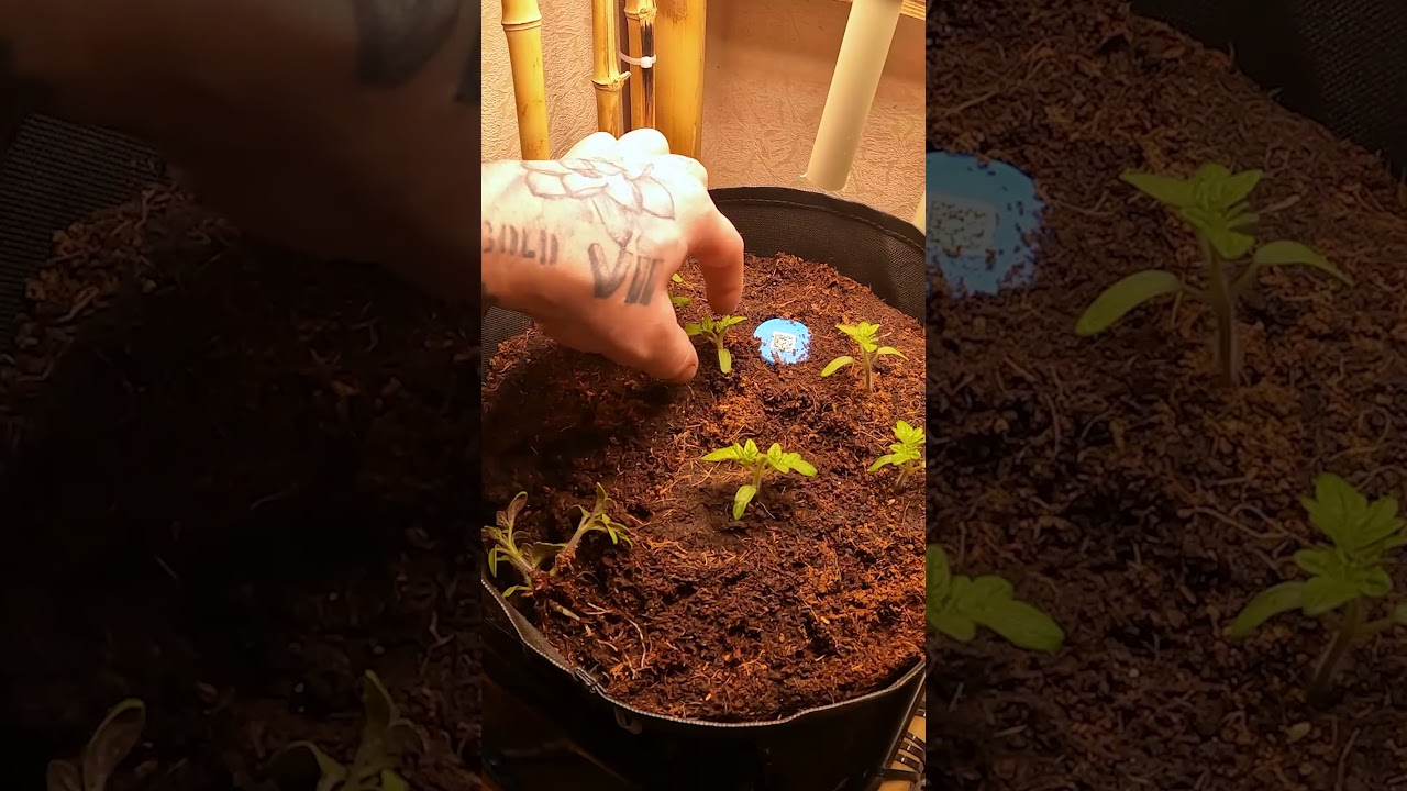 🍅 Из помидорного рая в адское пекло: 🌶 собираюсь выращивать суперхоты!