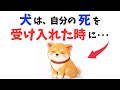 【涙腺崩壊】犬は自分の死を受け入れた時に･･･