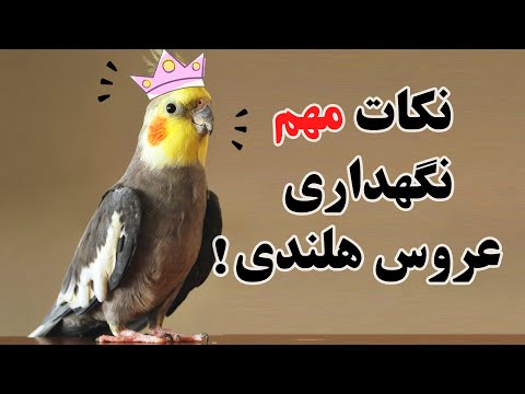 تصویری: چگونه می توان جنسیت بچه جوانه ها را تشخیص داد