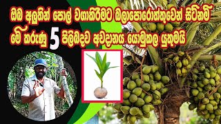 පොල් වගාකිරීමට බලාපොරොත්තු වන්නේ නම් මේ කරුනු 5 පිලිබද අවධානය යොමුකලයුතුමයි. / Agri view
