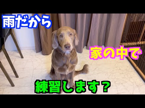 【ワイマラナー】雨だから家の中で練習するワン！