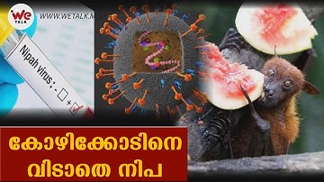 കോഴിക്കോട് വീണ്ടും നിപ . അറിയേണ്ടതെല്ലാം|Nipah virus in calicut  |We Talk Media|