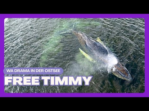 Hasstalavista - Serdar reagiert auf Timmy den Hund