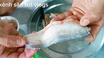 Cách cạo làm chả cá thát lác đơn giản và hiệu quả _ kênh săn bắt vlogs