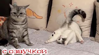 Приколы с котами! С ОЗВУЧКОЙ! СМЕШНЫЕ КОТЫ И СОБАКИ! Самые смешные животные!
