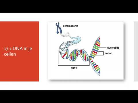 17.1 DNA in je cellen