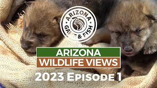 2023 Arizona Wildlife Views Episode 1  30 Minutes