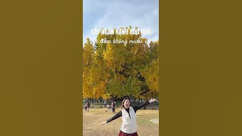 🇰🇷 CÂY NGÂN HẠNH 800 NĂM TUỔI Ở WONJU HÀN QUỐC SIÊU ĐẸP #nganhanh800tuoi #hanquoc #muathu  #shorts