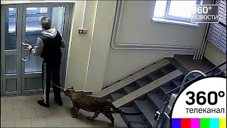 Соседи в шоке! Житель Нижнего Новгорода завёл это животное Соседи в шоке! Житель Нижнего Новгорода завёл это животное