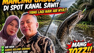 Mancing gabus di spot kanal sawit yang lagi naik air nya!!