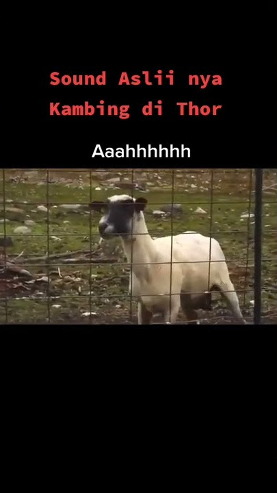 Kambing Teriak #hewan