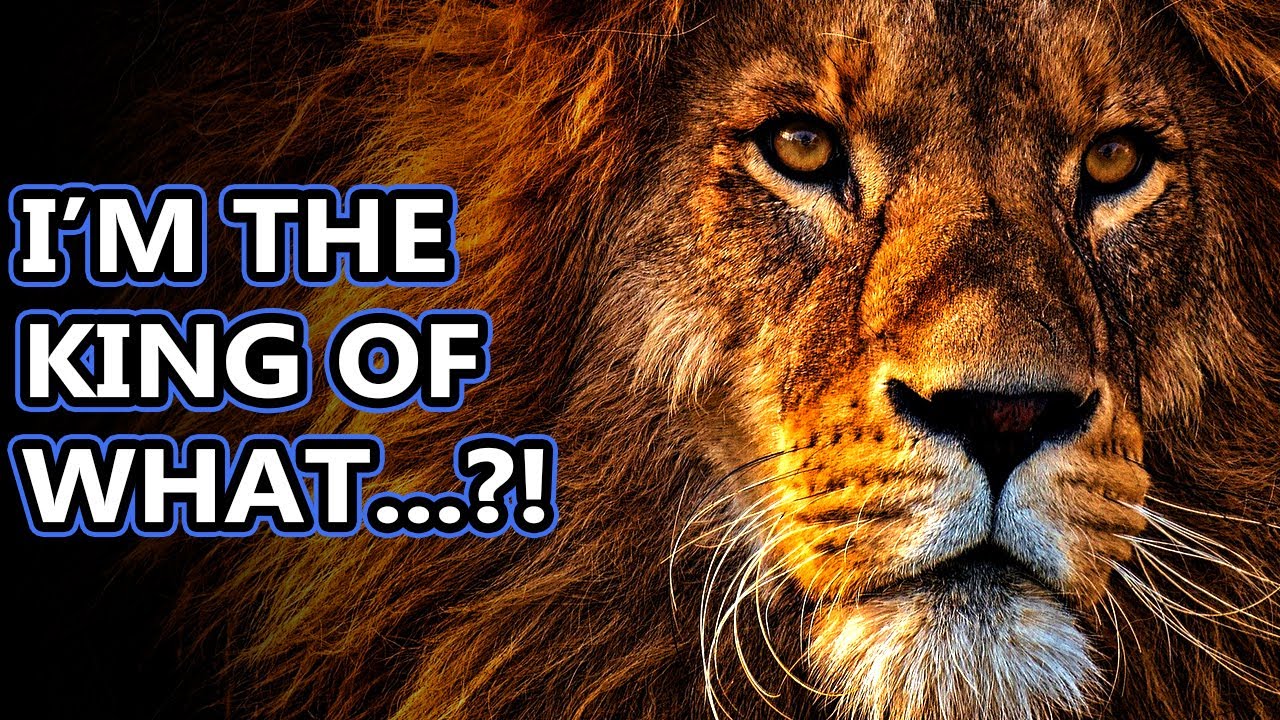 Lion Facts The King Of The Jungle Animal Fact Files Youtube
