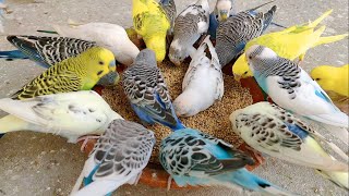 Playing Budgies Sounds for Lonely birds to make them happy | Diet Treat